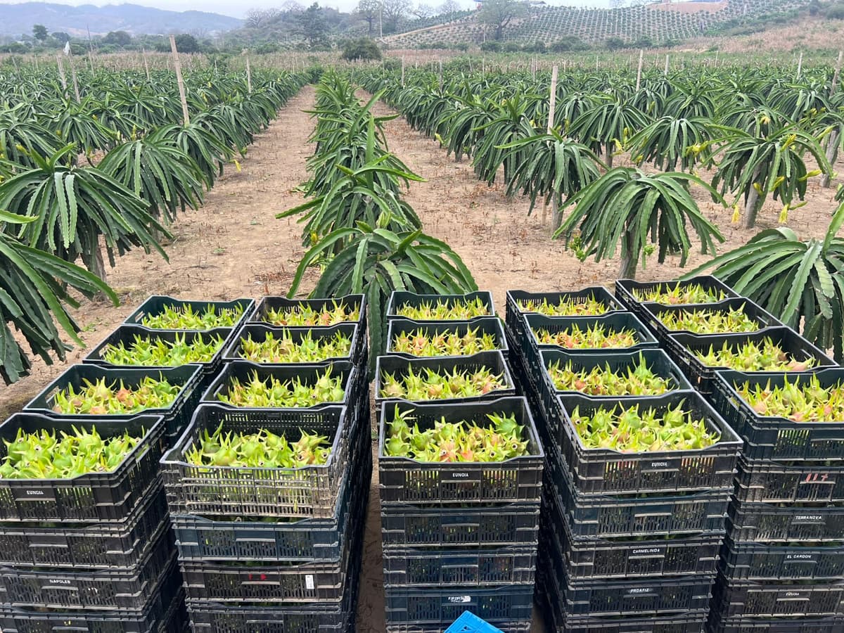 Fruit in Buckets